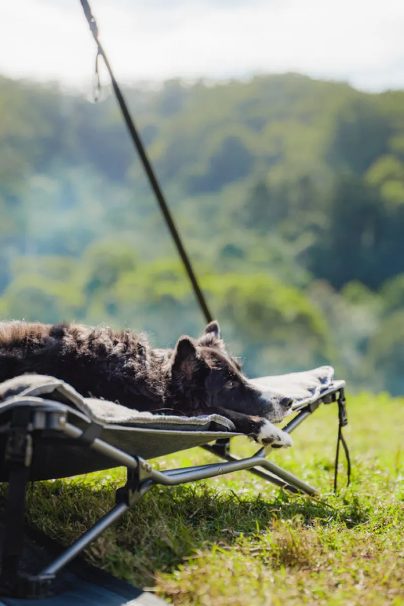 Chairs<OZtrail Dog Bed & Fleece Topper